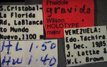 Media type: image;   Entomology 35156 Aspect: labels